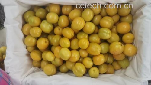 油桃黄杏水果沙拉