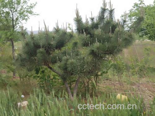 黑玛卡植株与根茎实物图