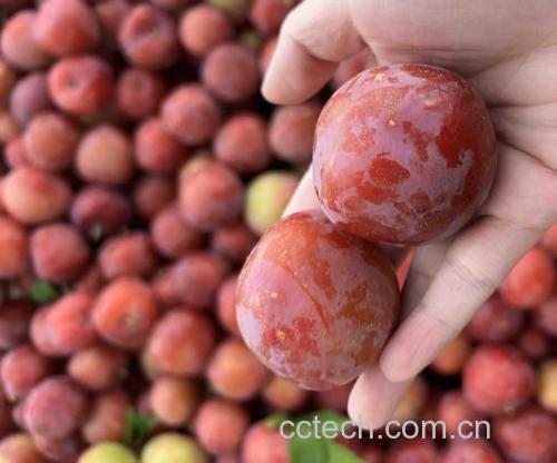 李子果酱与酸奶搭配图