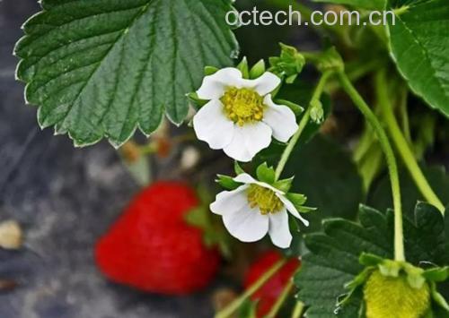 草莓花深加工产品示例