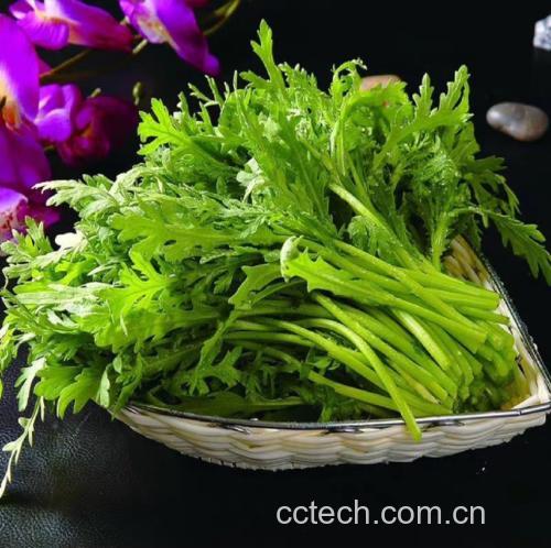 新鲜采摘的紫菜苔花装在竹篮中，色彩鲜艳，花苞紧实