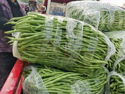 无筋豆冷藏存放示意图
