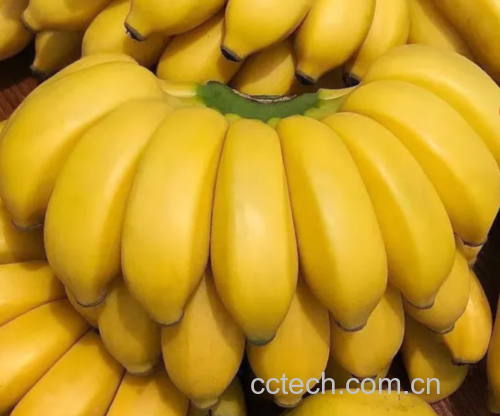 香蕉果皮特写