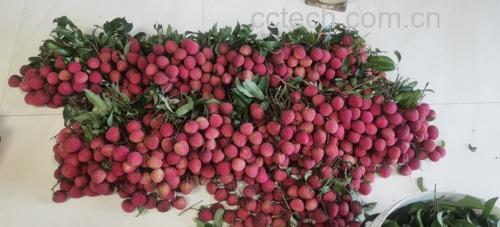 荔枝与老人饮食