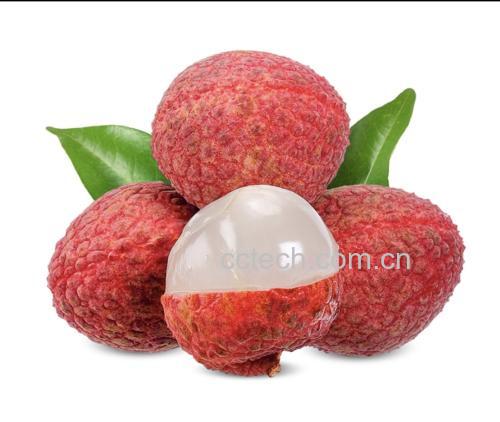 荔枝果实在阳光下的特写