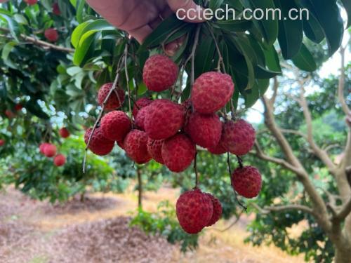 荔枝与过敏人群饮食建议示意图