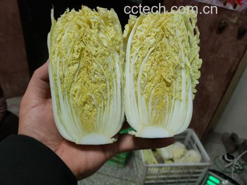 娃娃菜整体外观展示