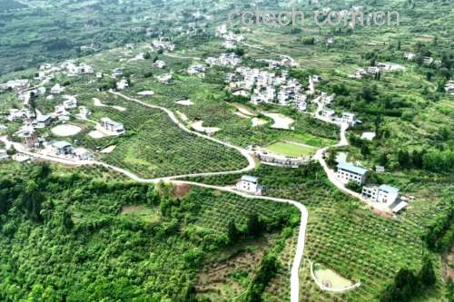 采摘野生枇杷的场景，手握果篮在林间行走