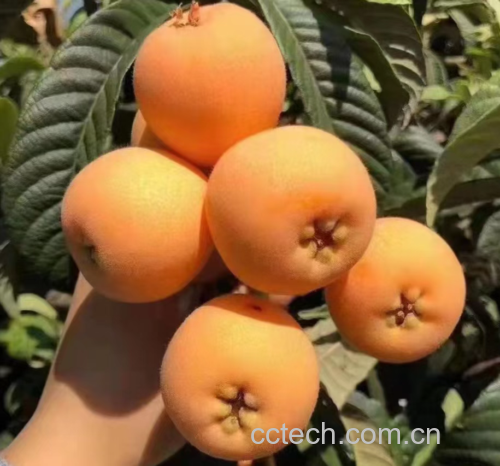 枇杷果实物图