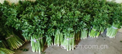 李子与芹菜搭配示意图