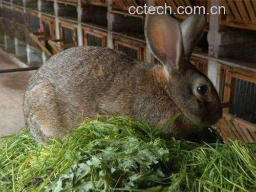 金丝熊正在进食西兰花小块