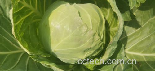 孢子甘蓝的植物形态