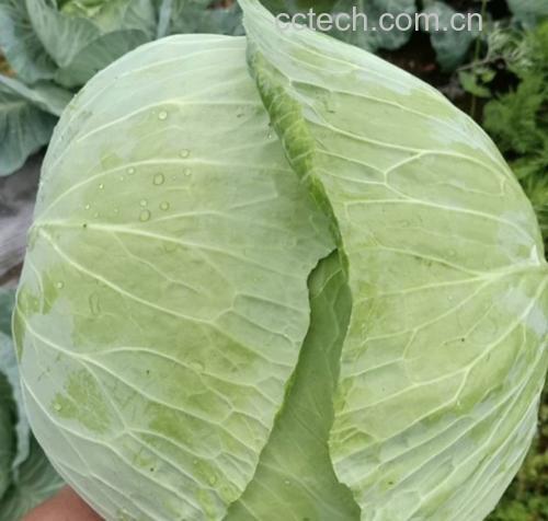 羽衣甘蓝植物特写