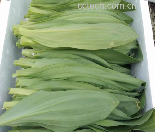 健康饮食搭配示意图