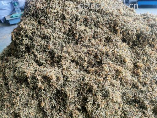 鹅梨帐中香使用场景图