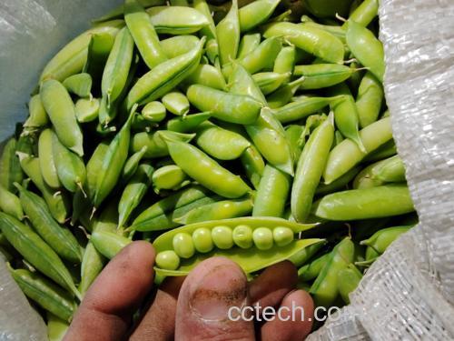 豌豆尖实物图