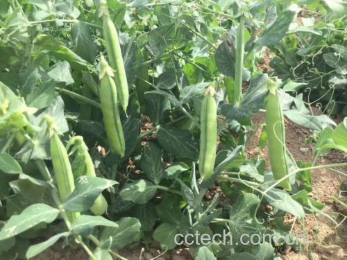 豌豆角种植田地图