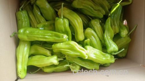 鲜椒子在冰箱冷藏中