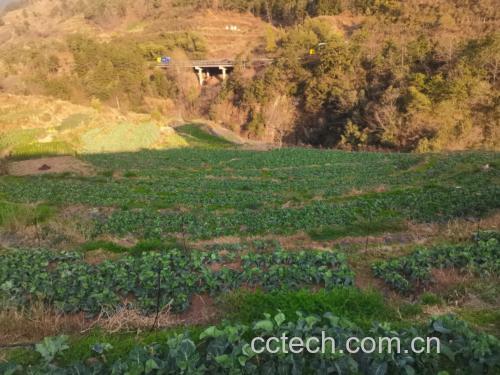 松花菜田间生长实景