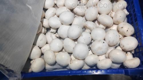 白蘑菇炒西红柿成品图