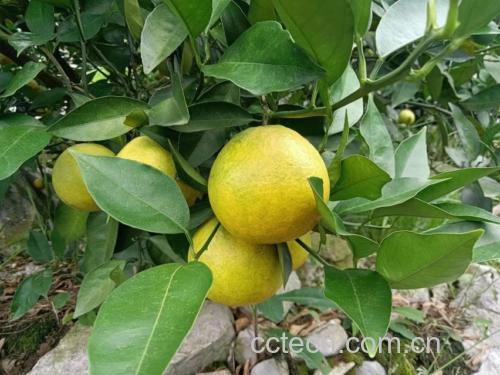 夏橙果皮颜色变化对比图