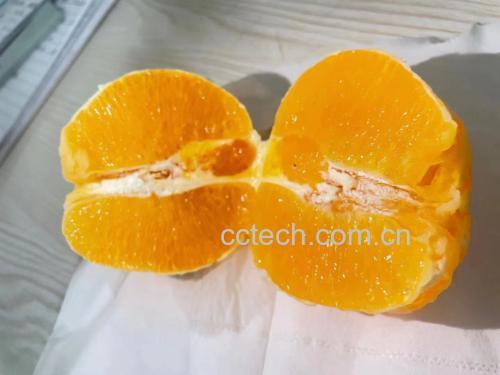 新鲜切开的秭归夏橙,果肉呈橙黄色,汁水丰富
