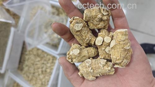 低血压人群饮用西洋参场景图