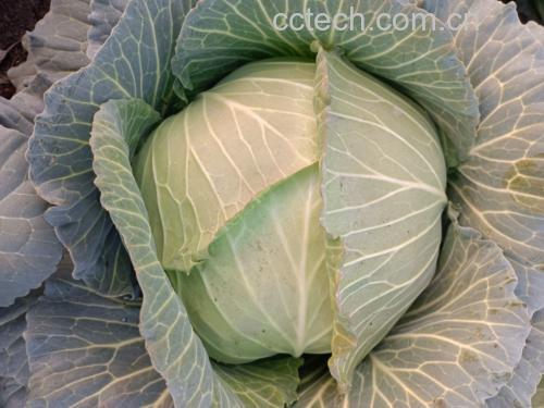 圆包菜烹饪图
