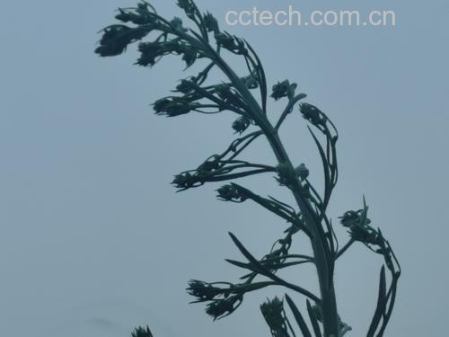 浙贝母植物图