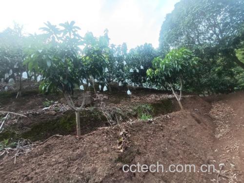 新鲜采摘的大青芒果园实景