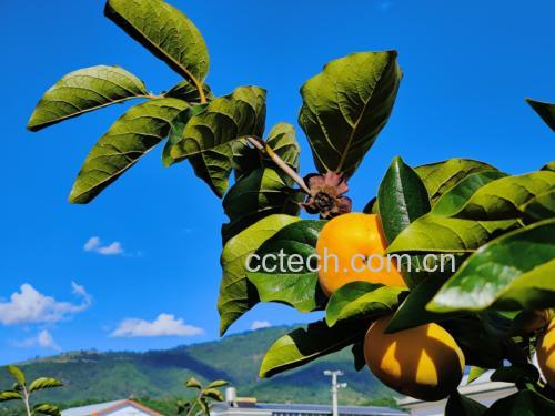 果园中的美八苹果树