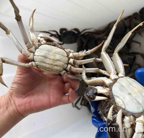 大闸蟹清洗前后对比图