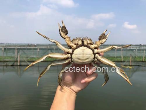 大闸蟹盛产于阳澄湖