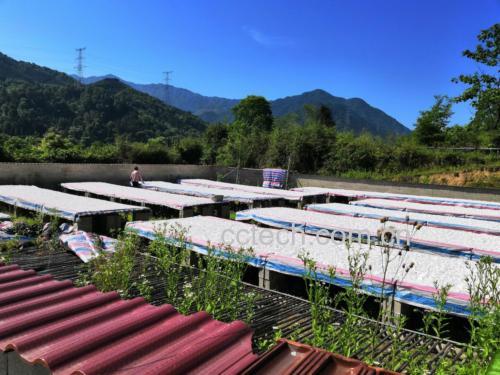 粉葛种植基地实景图