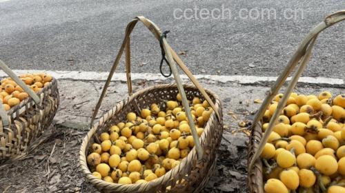 雪梨枇杷膏制作原料展示
