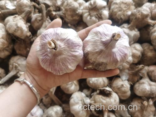 白皮蒜烹饪应用场景
