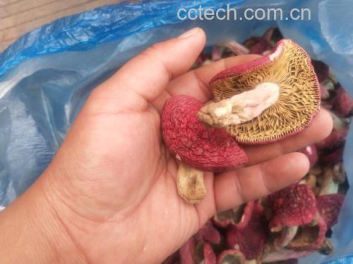 食用菌类导致过敏反应示意图