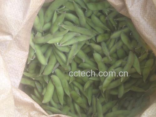 新鲜翠绿的蚕豆荚