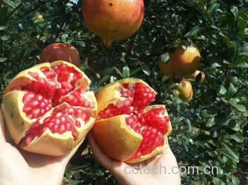 新鲜成熟的红皮石榴展示图