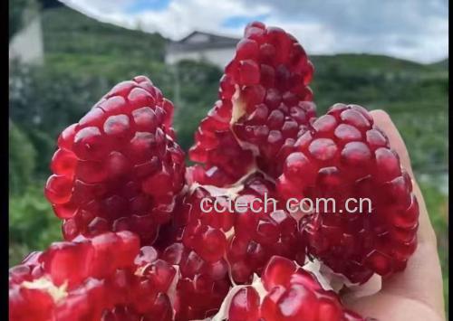 石榴入菜示意图