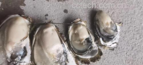 生蚝蒸煮过程