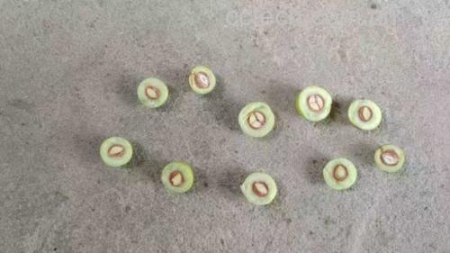 鲜枣泡酒前的切开处理过程