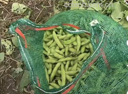 毛豆新鲜采摘图