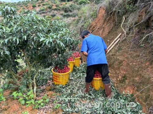 白糖罂荔枝果园采摘图