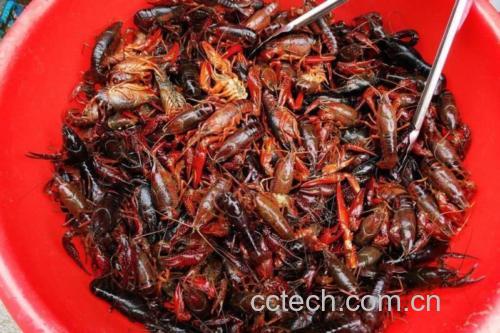 红盔甲小龙虾一盘