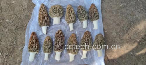 羊肚菌在不同储存条件下的颜色变化对比图