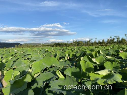 莲子种植基地实景图