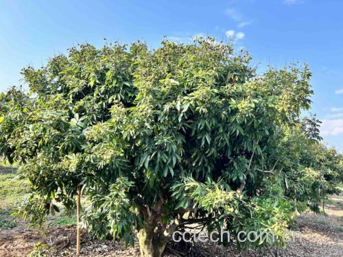 荔枝病症状示意图