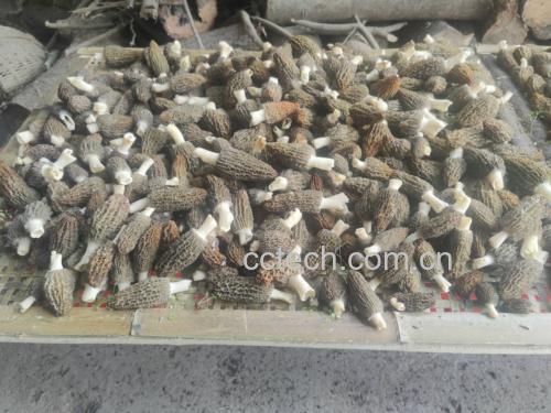 羊肚菌采摘场景