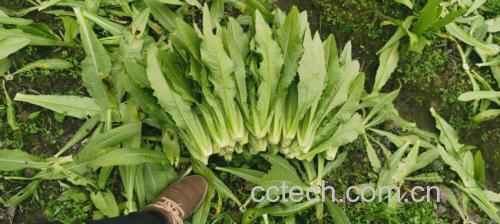 油麦菜与葱头在锅中翻炒过程